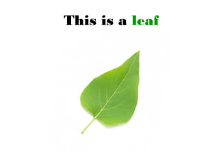 This is a leaf
 