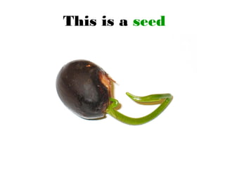 This is a seed
 