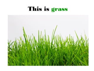 This is grass
 
