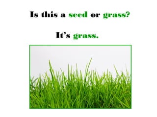 Is this a seed or grass?
It’s grass.
 