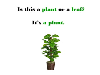 Is this a plant or a leaf?
It’s a plant.
 