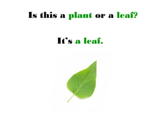 Is this a plant or a leaf?
It’s a leaf.
 