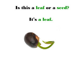 Is this a leaf or a seed?
It’s a leaf.
 