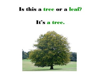 Is this a tree or a leaf?
It’s a tree.
 