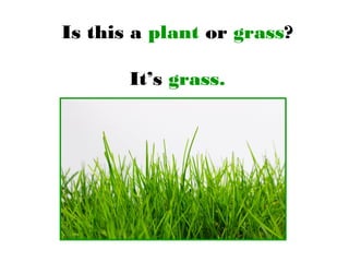 Is this a plant or grass?
It’s grass.
 