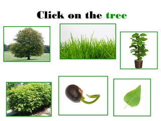 Click on the tree
 