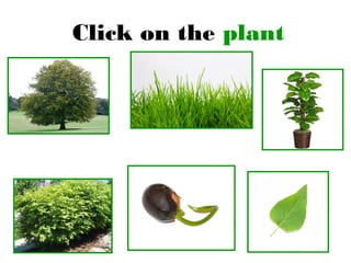 Click on the plant
 