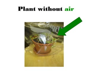 Plant without air
 