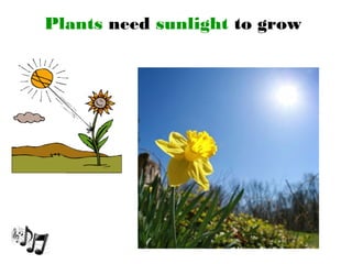 Plants need sunlight to grow
 