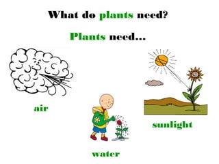 What do plants need?
Plants need…
air
water
sunlight
 