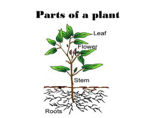 Parts of a plant
 