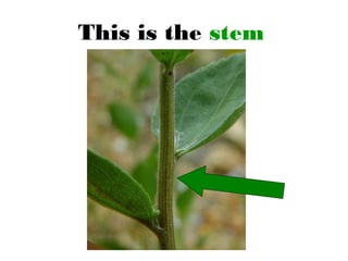 This is the stem
 