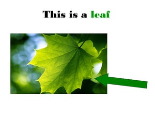 This is a leaf
 