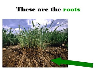 These are the roots
 