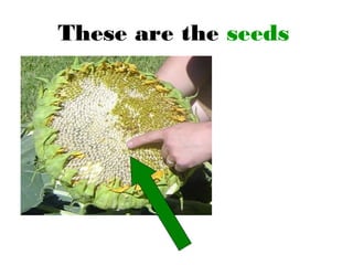 These are the seeds
 