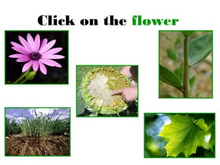 Click on the flower
 