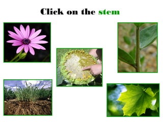 Click on the stem
 