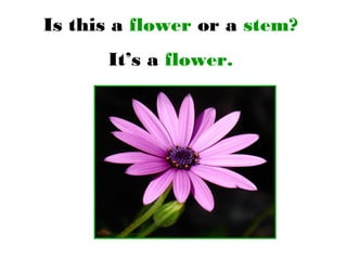 Is this a flower or a stem?
It’s a flower.
 