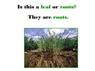 Is this a leaf or roots?
They are roots.
 