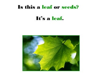 Is this a leaf or seeds?
It’s a leaf.
 