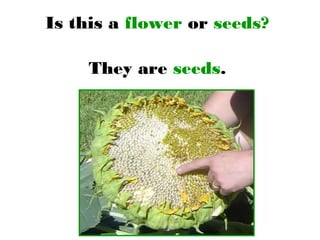 Is this a flower or seeds?
They are seeds.
 