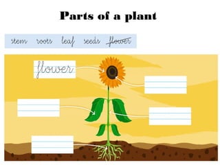 Parts of a plant
 