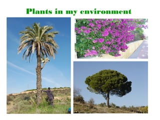 Plants in my environment
 