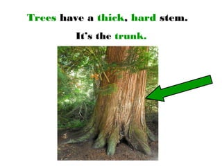 Trees have a thick, hard stem.
It’s the trunk.
 