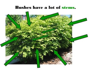 Bushes have a lot of stems.
 