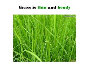 Grass is thin and bendy
 