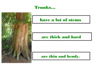 Trunks…
are thin and bendy.
have a lot of stems
are thick and hard
 