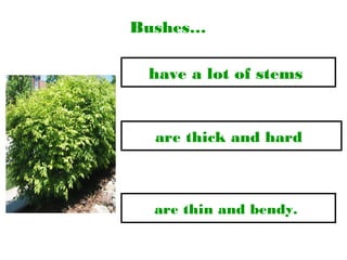 Bushes…
are thin and bendy.
have a lot of stems
are thick and hard
 
