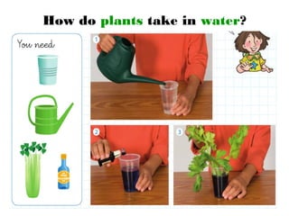 How do plants take in water?
 