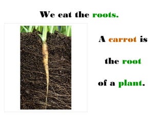 We eat the roots.
A carrot is
the root
of a plant.
 