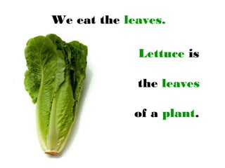 We eat the leaves.
Lettuce is
the leaves
of a plant.
 