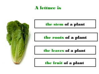 A lettuce is
the leaves of a plant
the stem of a plant
the roots of a plant
the fruit of a plant
 