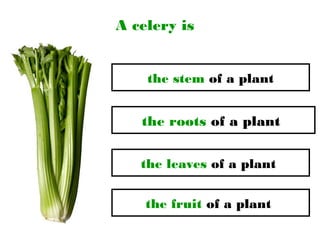 A celery is
the leaves of a plant
the stem of a plant
the roots of a plant
the fruit of a plant
 