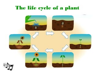 The life cycle of a plant
 