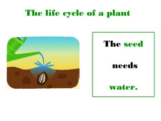 The life cycle of a plant
The seed
needs
water.
 