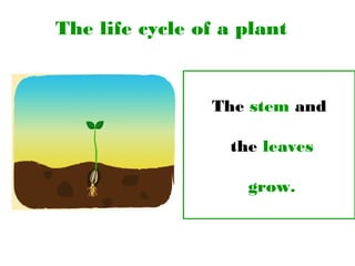 The life cycle of a plant
The stem and
the leaves
grow.
 