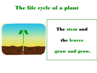 The life cycle of a plant
The stem and
the leaves
grow and grow.
 