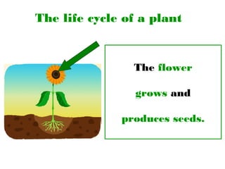 The life cycle of a plant
The flower
grows and
produces seeds.
 