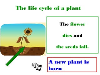 The life cycle of a plant
The flower
dies and
the seeds fall.
A new plant is
born
 