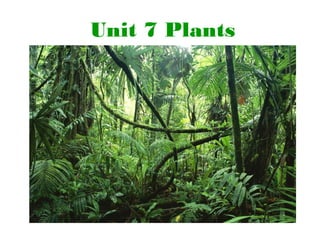Unit 7 Plants
 