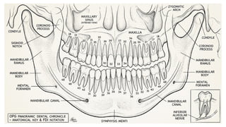 Lablled Opg Orthopantomogram (OPG) Panoramic X-ray Imaging in Dentistry | PPTX