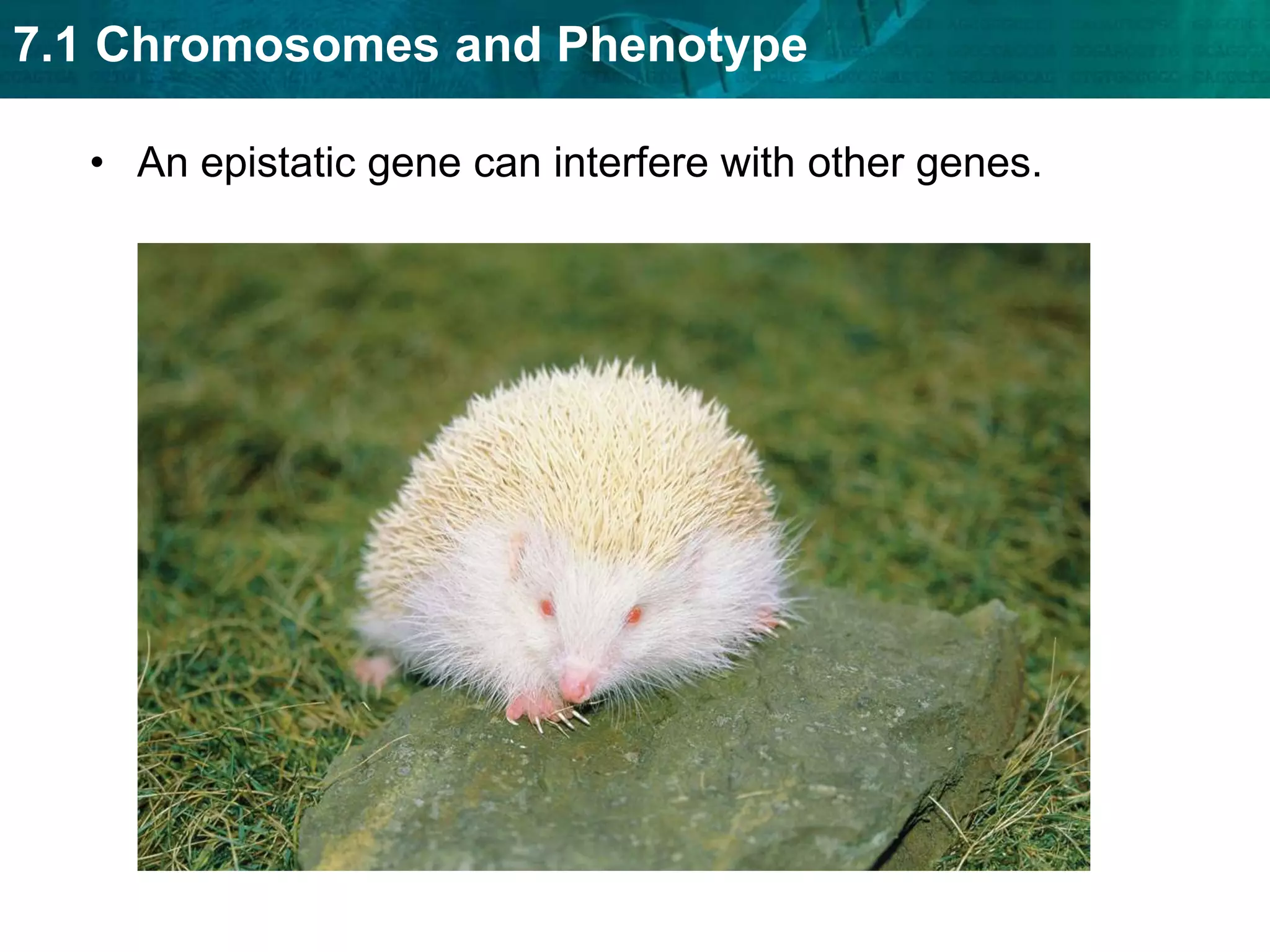 Codominant alleles will both be completely expressed.Codominant alleles are neither dominant nor recessive.
