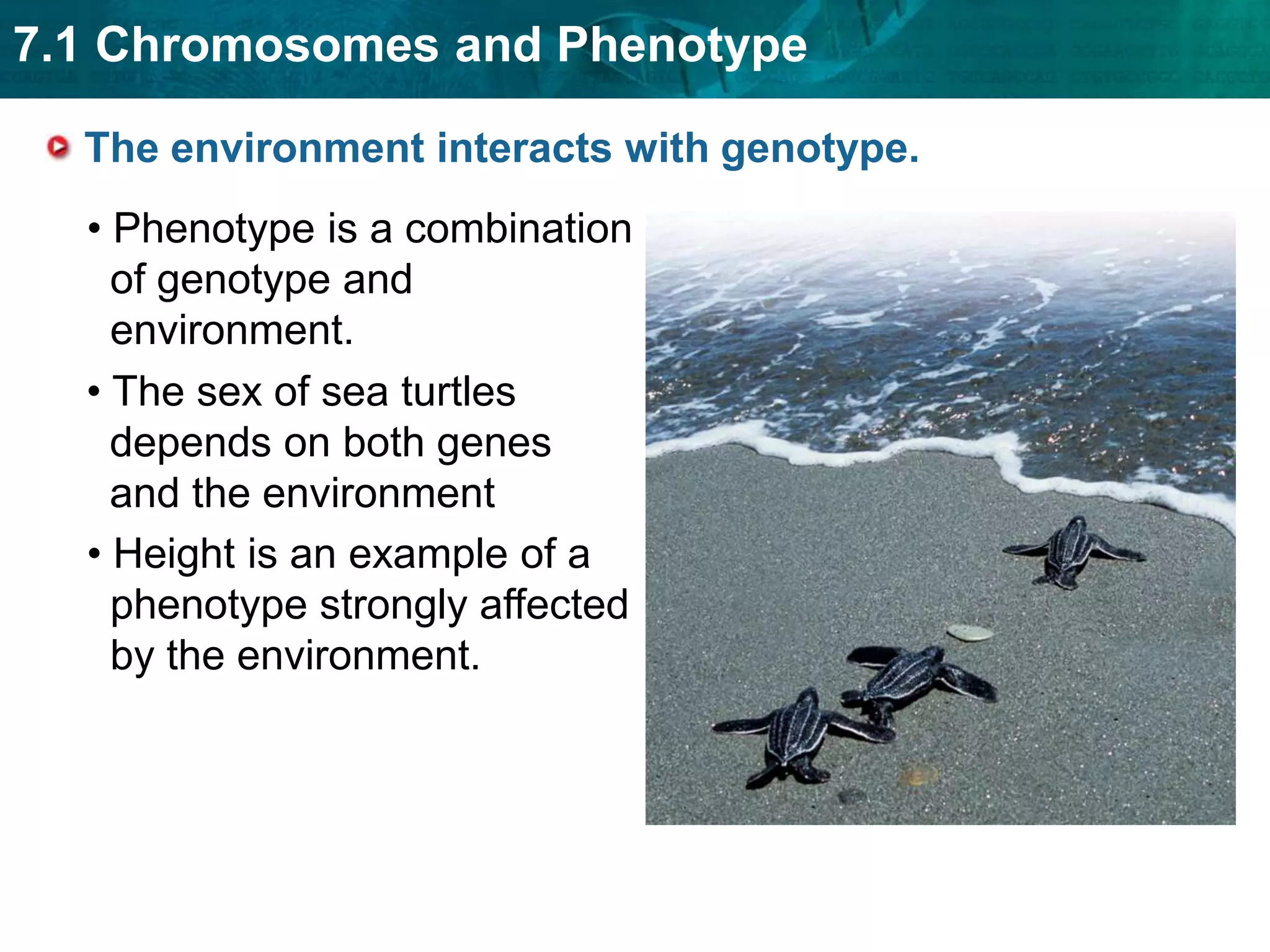 The ABO blood types result from codominant alleles.