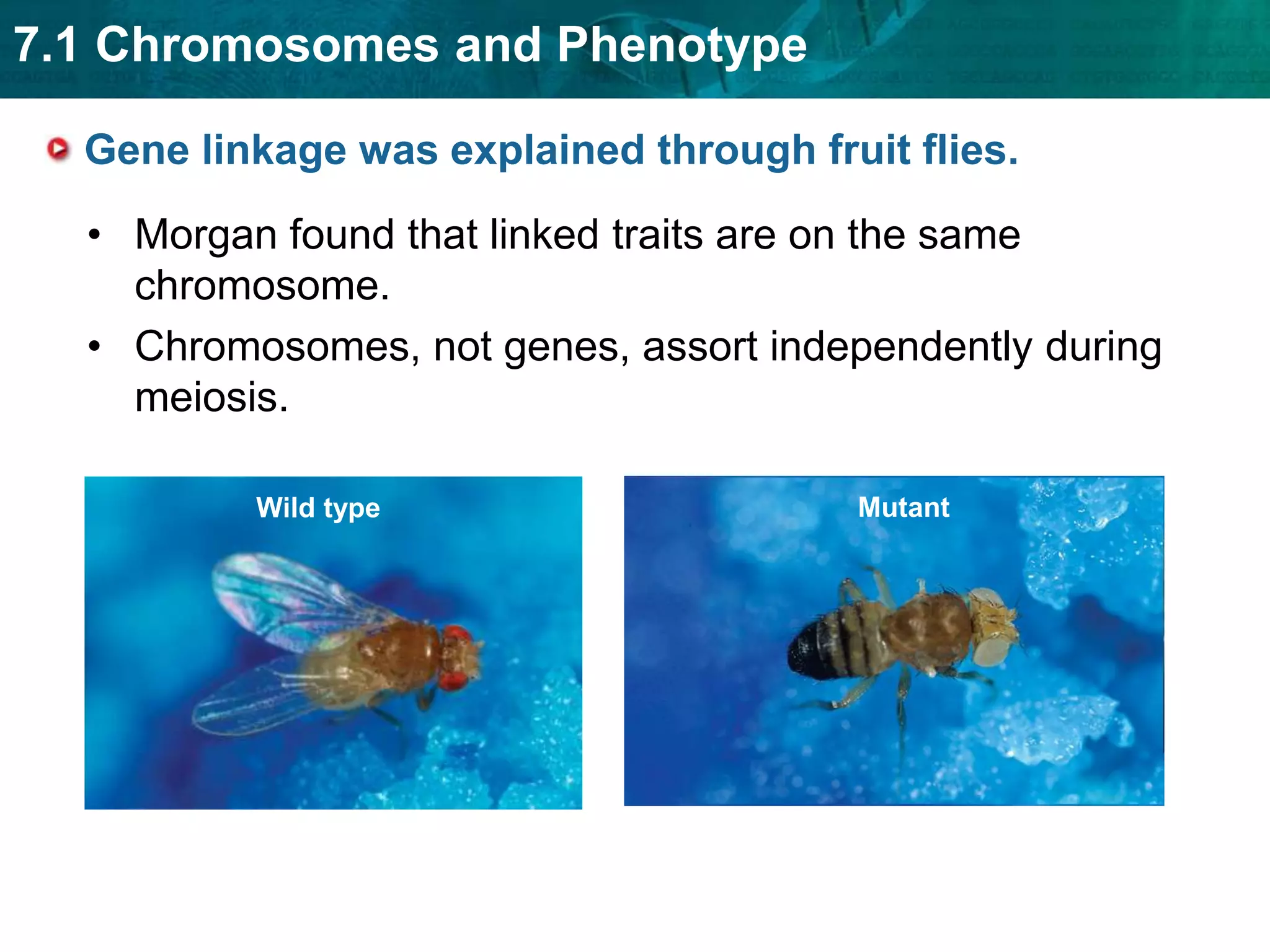 An epistatic gene can interfere with other genes.The environment interacts with genotype.  Phenotype is a combination   of genotype and   environment.