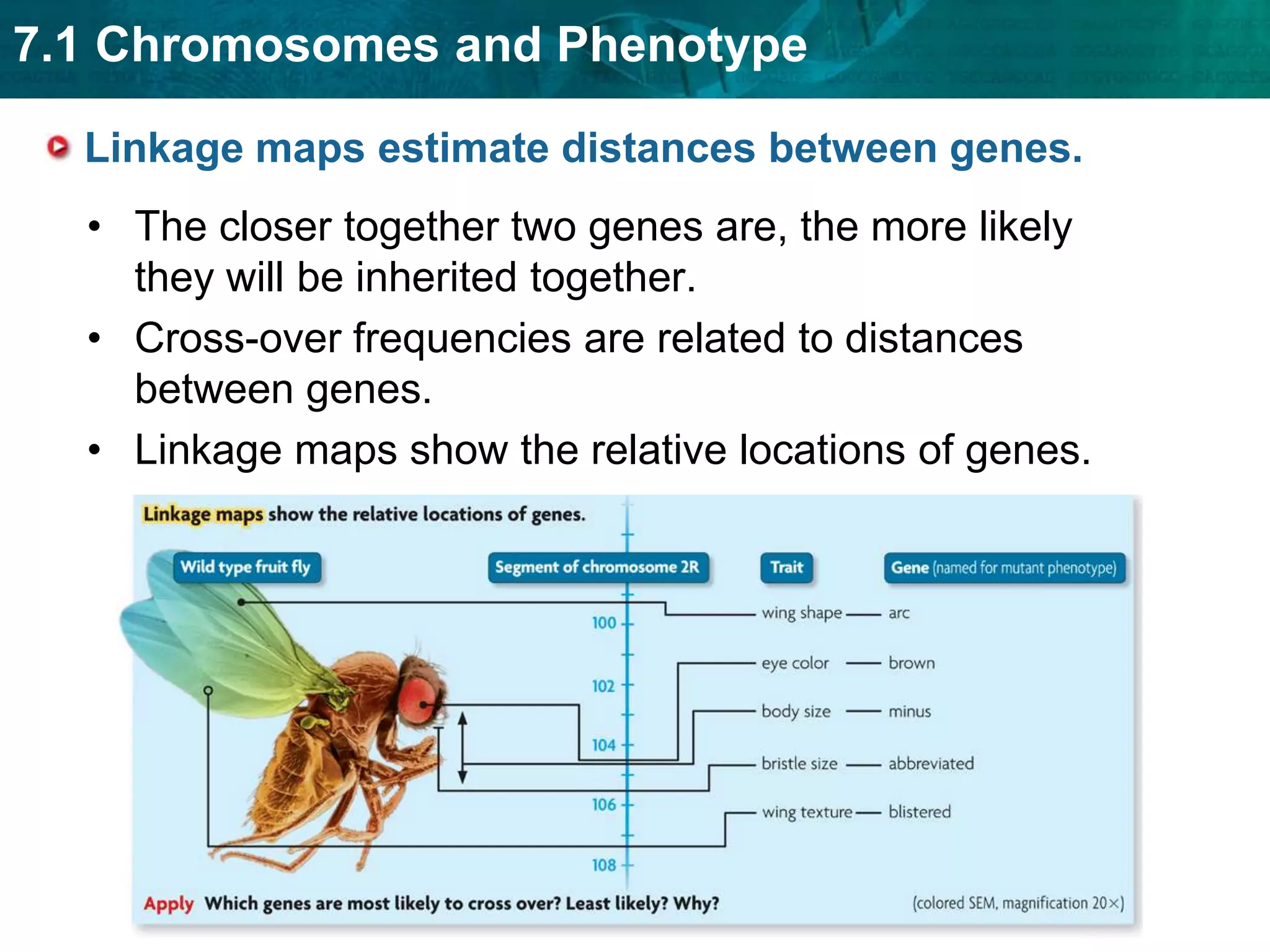  Height is an example of a   phenotype strongly affected   by the environment.KEY CONCEPT Genes can be mapped to specific locations on chromosomes.