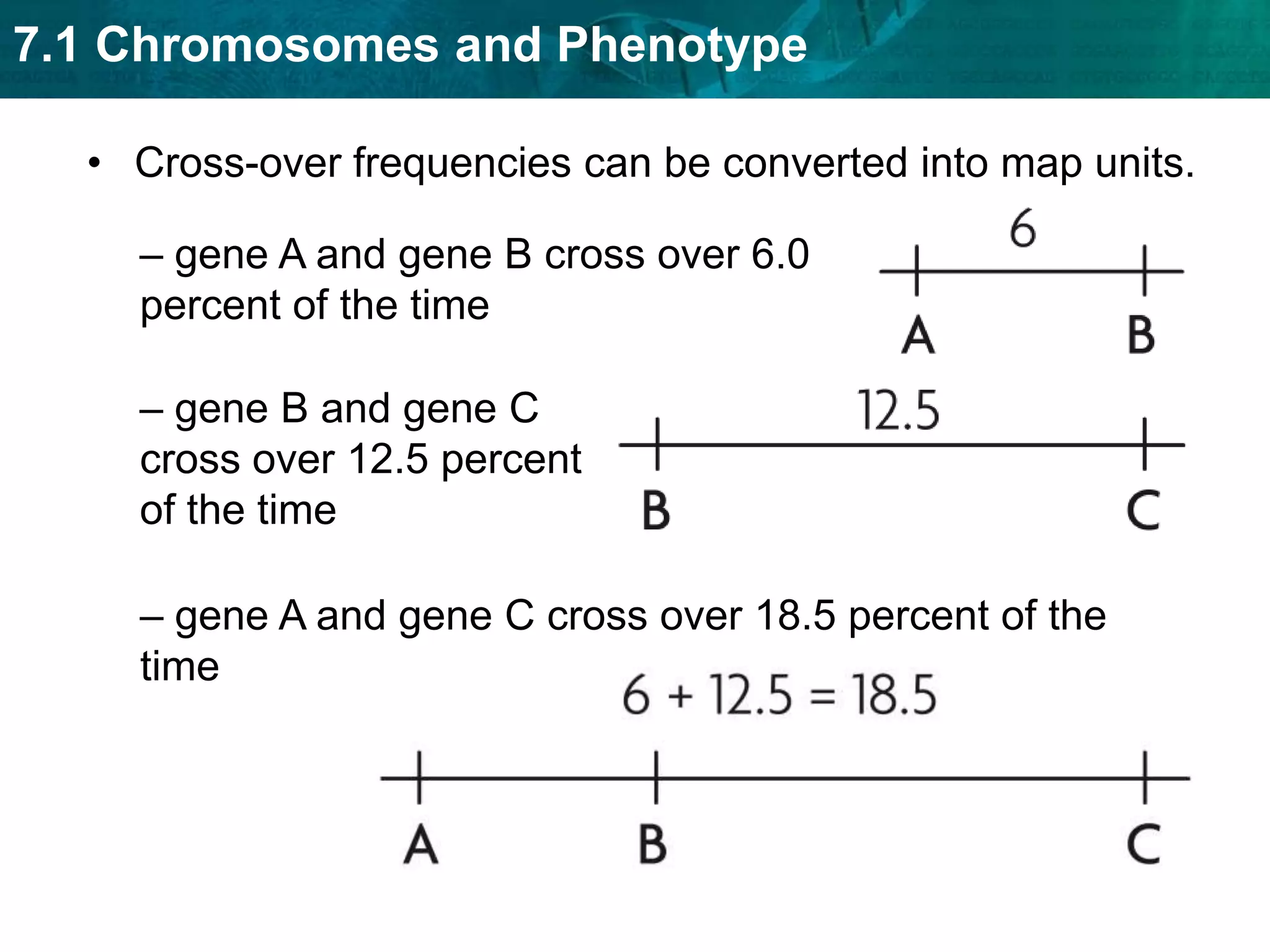 MutantWild typeGene linkage was explained through fruit flies. Morgan found that linked traits are on the same chromosome.Chromosomes, not genes, assort independently during meiosis.